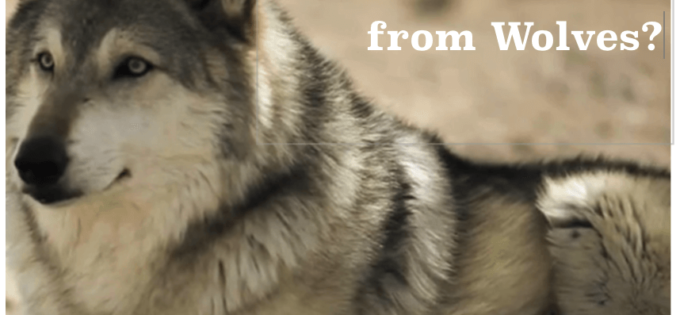 What can leaders learn from wolves