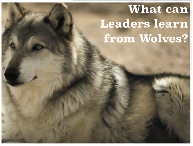What can leaders learn from wolves
